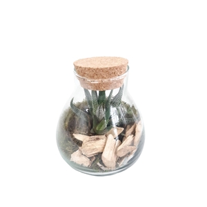 GKS10 Mini glass bowl + Kurk H12 Haworthia