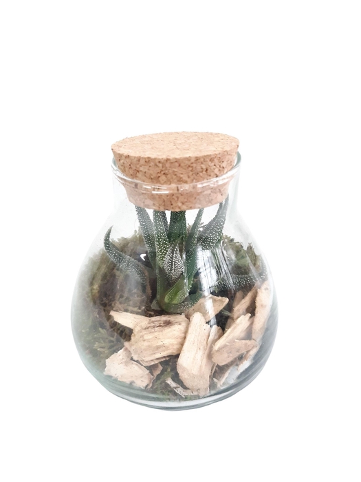 <h4>GKS10 Mini glass bowl + Kurk H12 Haworthia</h4>