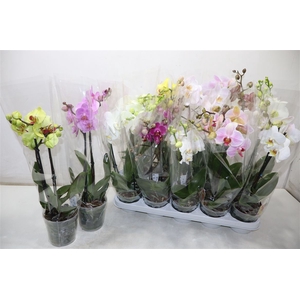 Phal Gem