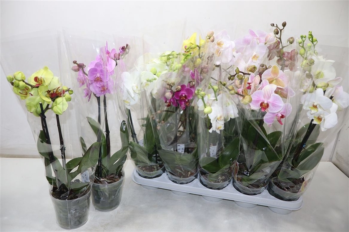 <h4>Phal Gem</h4>