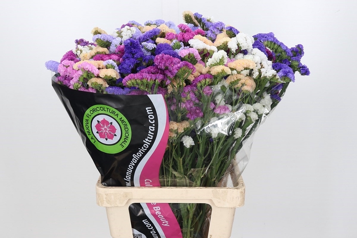 Limonium Statice Mix Rainbow x bunche