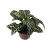 APHELANDRA SEM FLOR P15 SEM FLOR