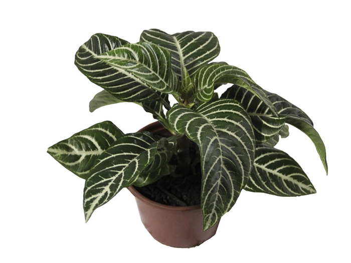 APHELANDRA SEM FLOR P15 SEM FLOR