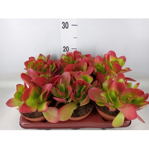 Cotyledon pendens