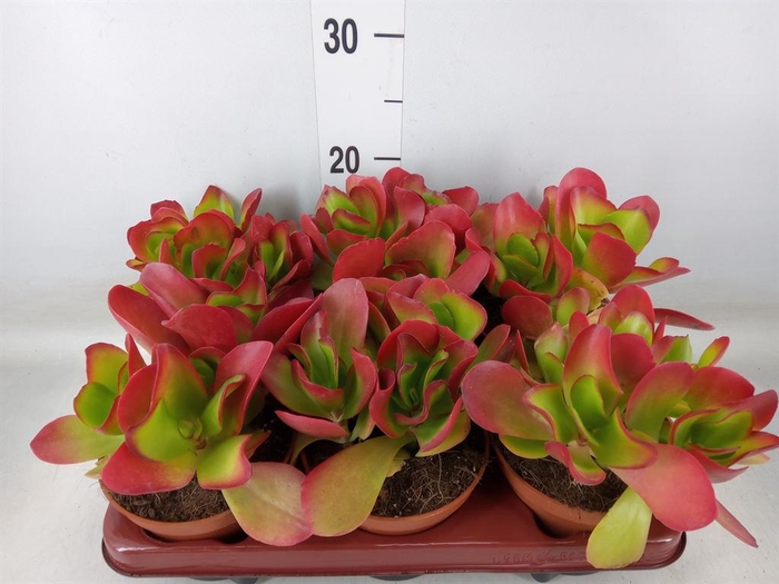 <h4>Cotyledon pendens</h4>