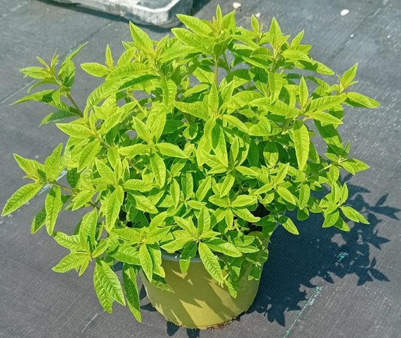 Bio tuinplanten Citroenverbena