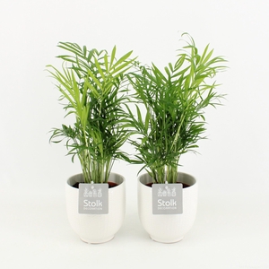 Chamaedorea in Liv keramiek pot