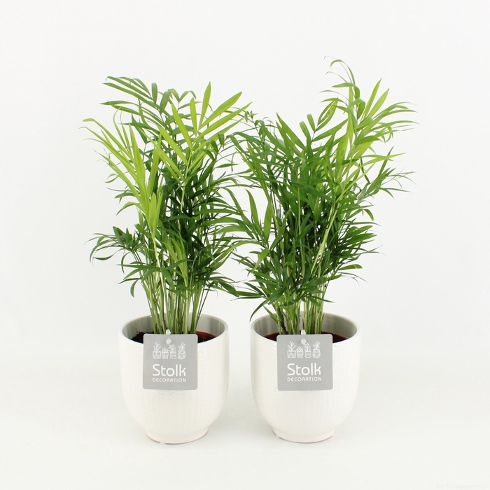 <h4>Chamaedorea in Liv keramiek pot</h4>