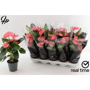 Anthurium Andreanum Sweet Dream 12Ø 40cm 5fl