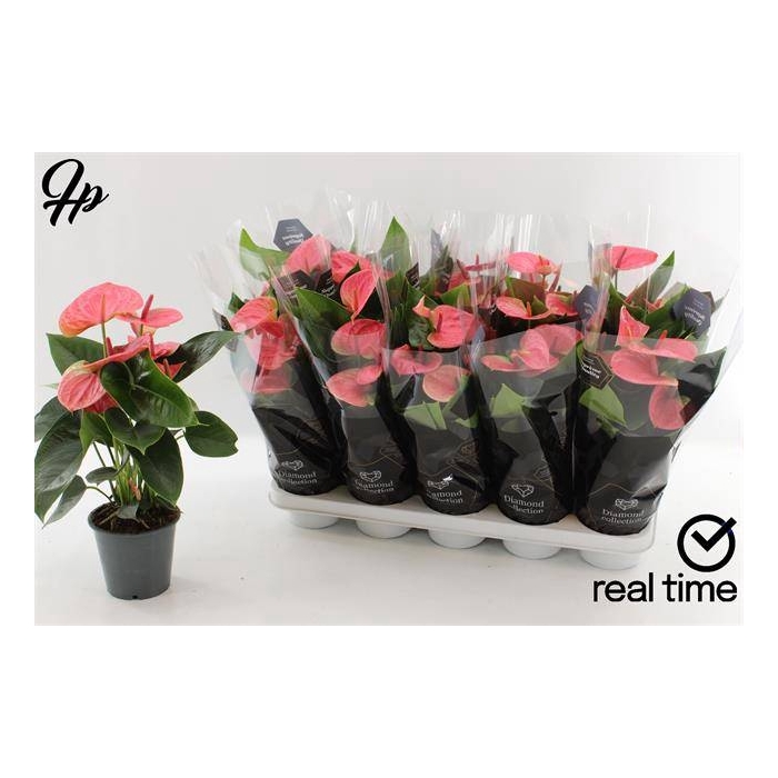 <h4>Anthurium Andreanum Sweet Dream 12Ø 40cm 5fl</h4>