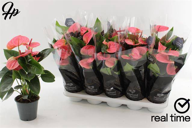 Anthurium Andreanum Sweet Dream 12Ø 40cm 5fl
