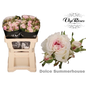 R TR DOLCE SUMMERH