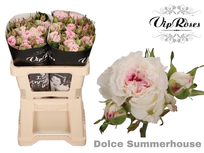 R TR DOLCE SUMMERH