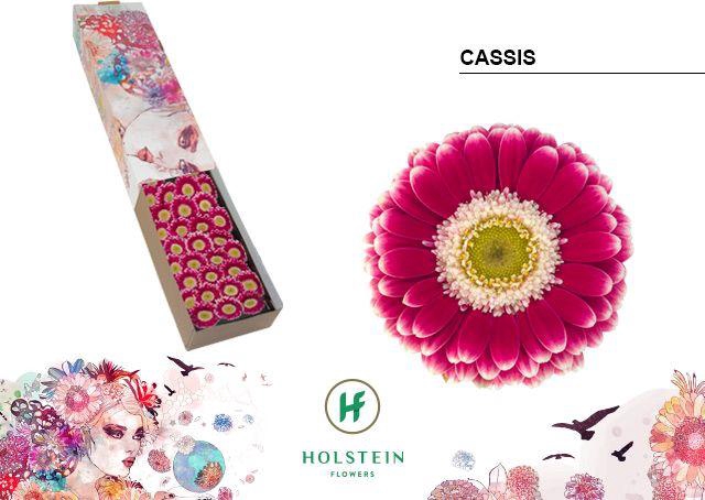 <h4>Germini Cassis Doos</h4>