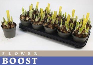 <h4>NARC O TETE A TETE</h4>