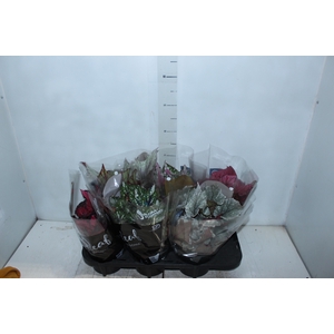 BEGONIA BELEAF P15 PO