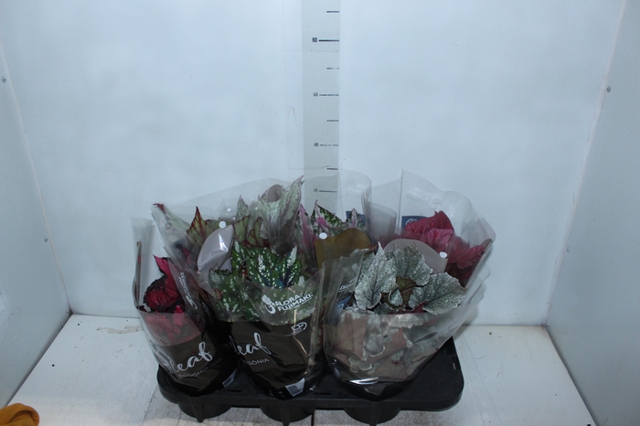 BEGONIA BELEAF P15 PO