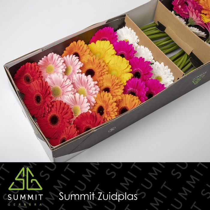 <h4>Gerbera Mix Rood Doos</h4>