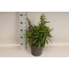 vaste planten 19 cm  Lobelia speciosa F1 Starship Blue