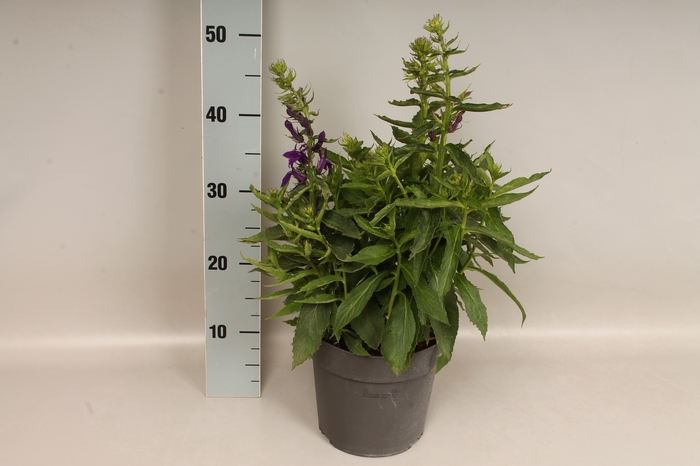 vaste planten 19 cm  Lobelia speciosa F1 Starship Blue