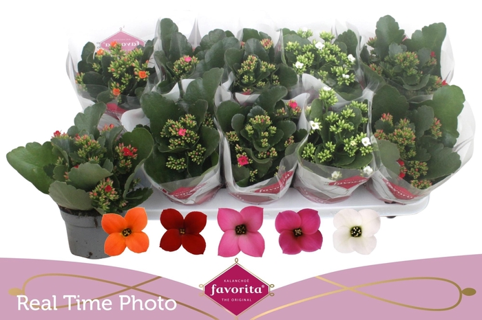 <h4>KAL EN GEM 5 KL</h4>