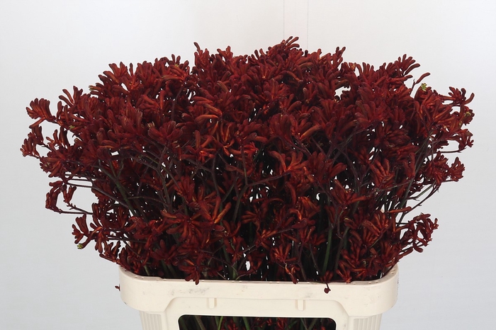 <h4>Kangaroo Paw Red Gem</h4>