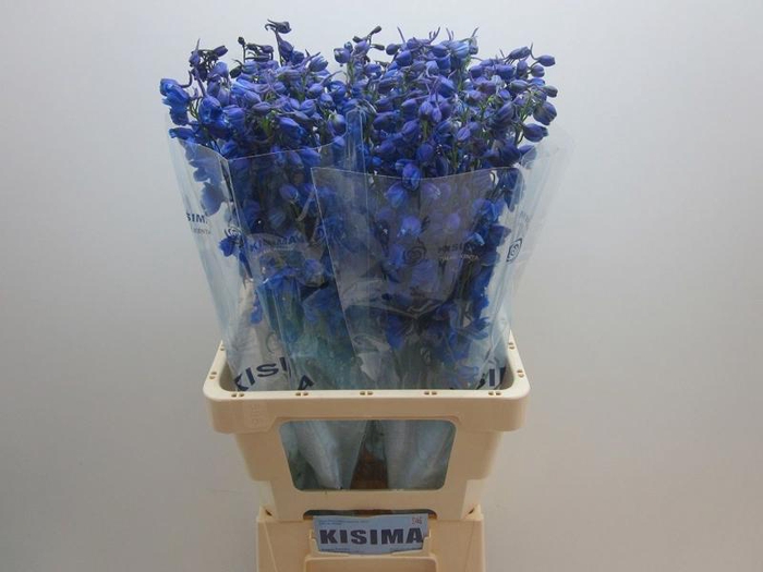 <h4>Delph Sea Waltz Kisima</h4>