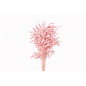 Dried Chasmantium Light Pink 10pcs Bunch
