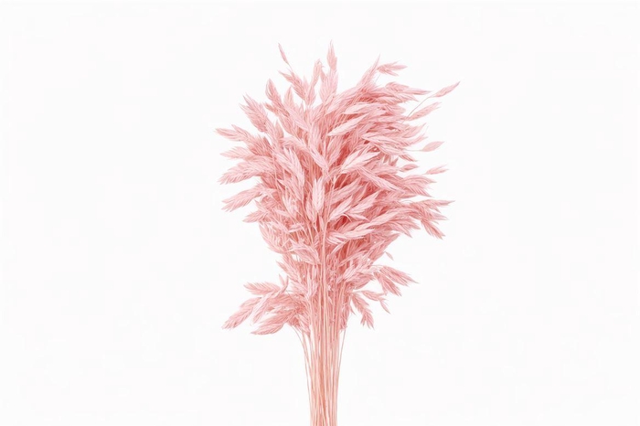 <h4>Dried Chasmantium Light Pink 10pcs Bunch</h4>