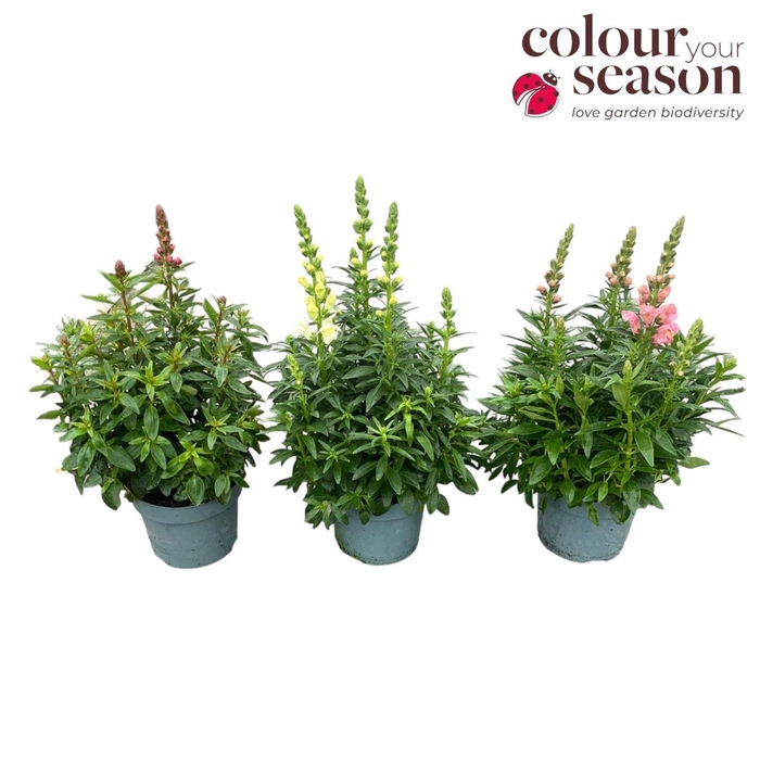 <h4>Antirrhinum Sonnet P19</h4>