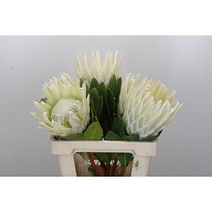 Protea Cyn. Ayoba Arctic Ice
