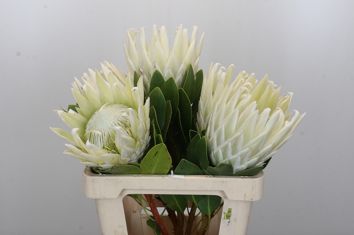 Protea Cyn. Ayoba Arctic Ice