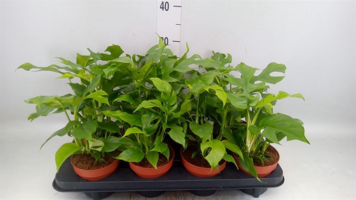 <h4>Rhaphidophora tetrasperma</h4>