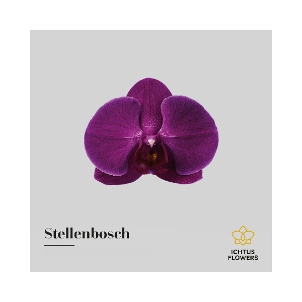 <h4>Phal An Stellenbosch - Ichtus Flowers</h4>