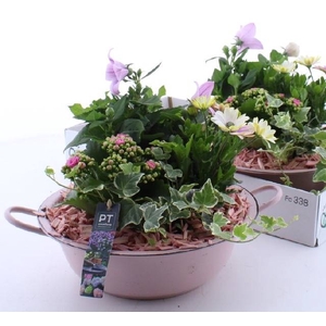 ARR TUINPLANTEN
