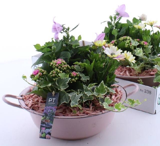 <h4>ARR TUINPLANTEN</h4>