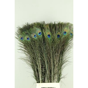 Feather Peacock 85cm