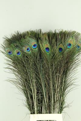 Feather Peacock 85cm