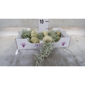 Tillandsia usneoides