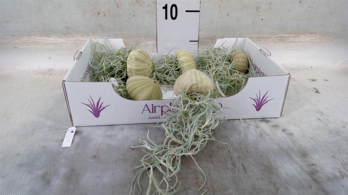 <h4>Tillandsia usneoides</h4>