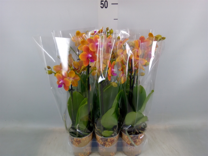 <h4>Phalaenopsis multi.   ...orange</h4>