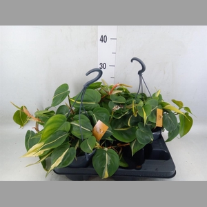 Philodendron scand.
