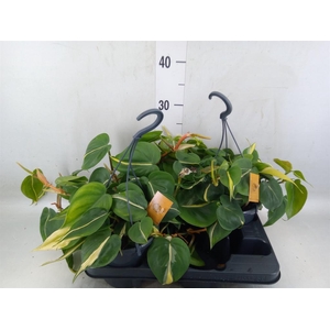 Philodendron scand.