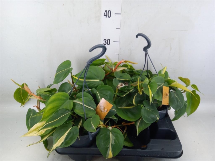 <h4>Philodendron scand.</h4>