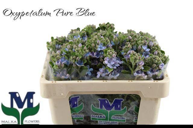 <h4>OXY CO TAN PURE BLU</h4>