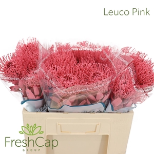 Leuco (klbh) Pink