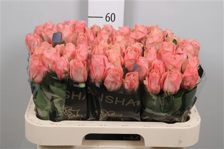 <h4>R Gr Feruza</h4>