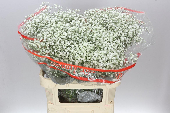 <h4>Gyps Xlence 25 Gr</h4>