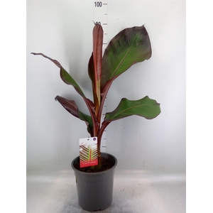 Ensete ventricosum 'Maurelii'
