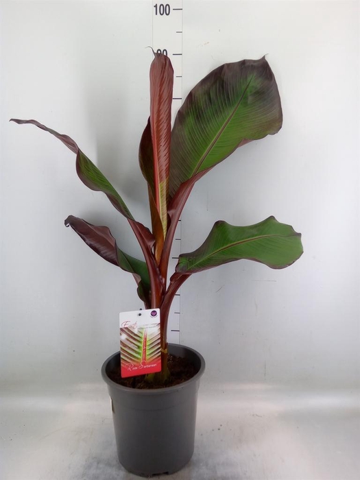 <h4>Ensete ventricosum 'Maurelii'</h4>